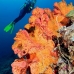 sponge_orange_ni_v_0705_png1588.jpg